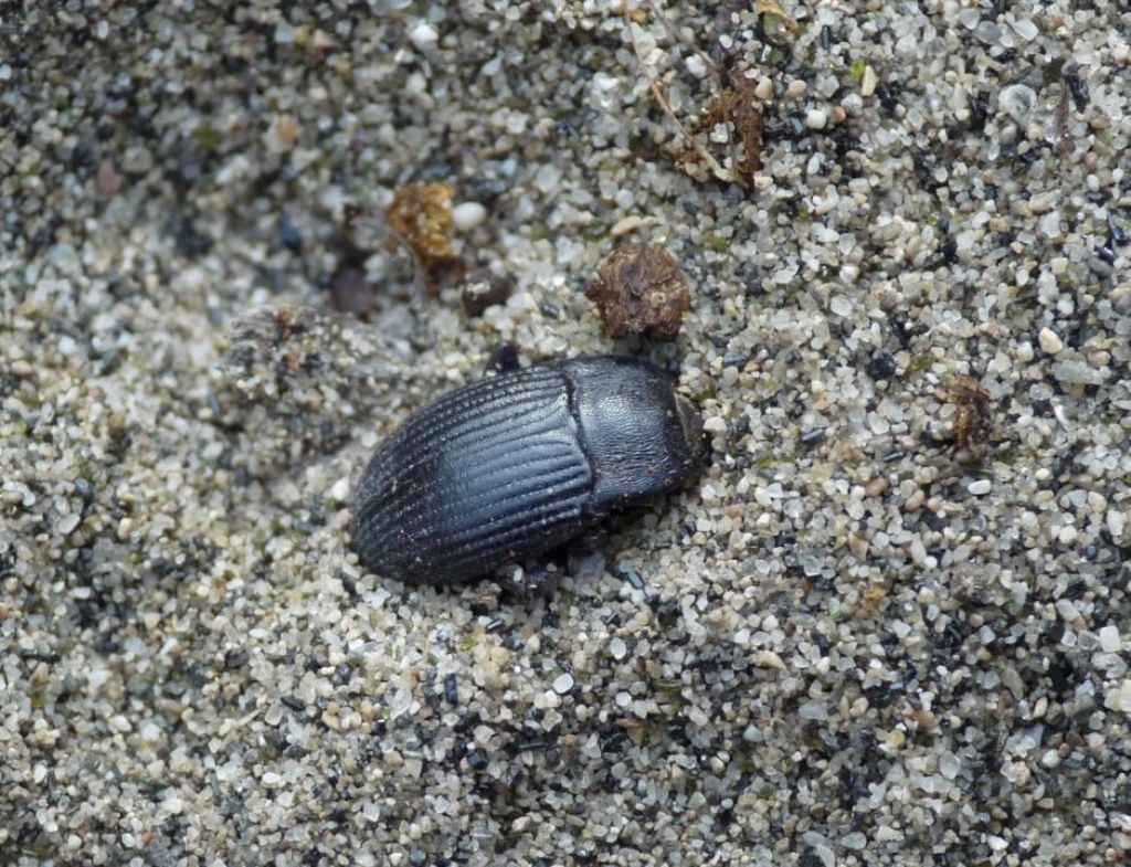 Scarabeo di spiaggia: Tenebrionidae, Colpotus strigosus